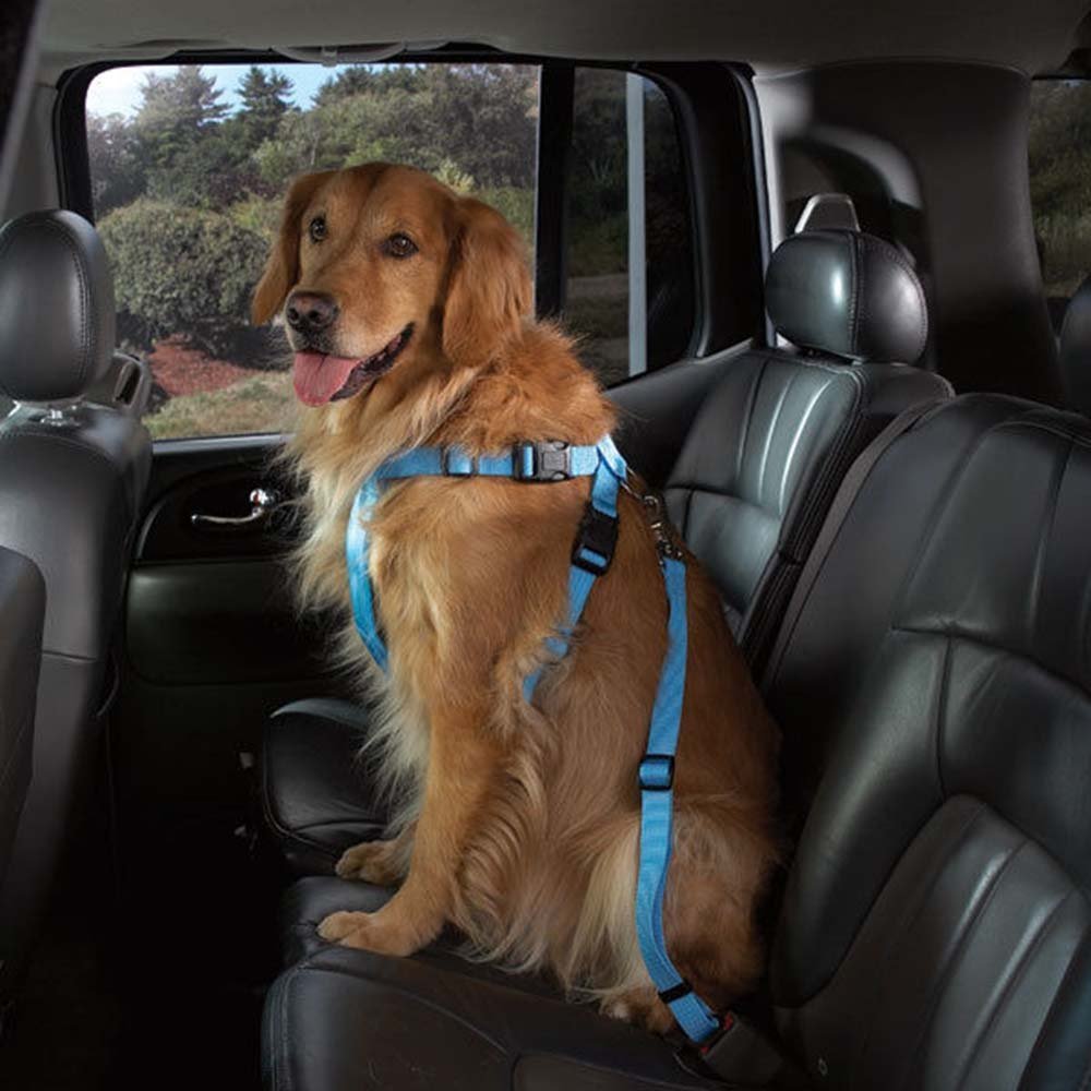 Big dog hot sale car harness